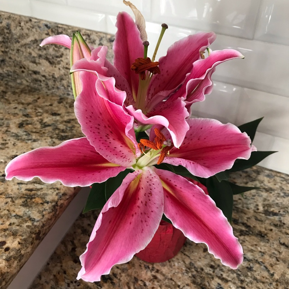 Meet your Posher, Sylvia